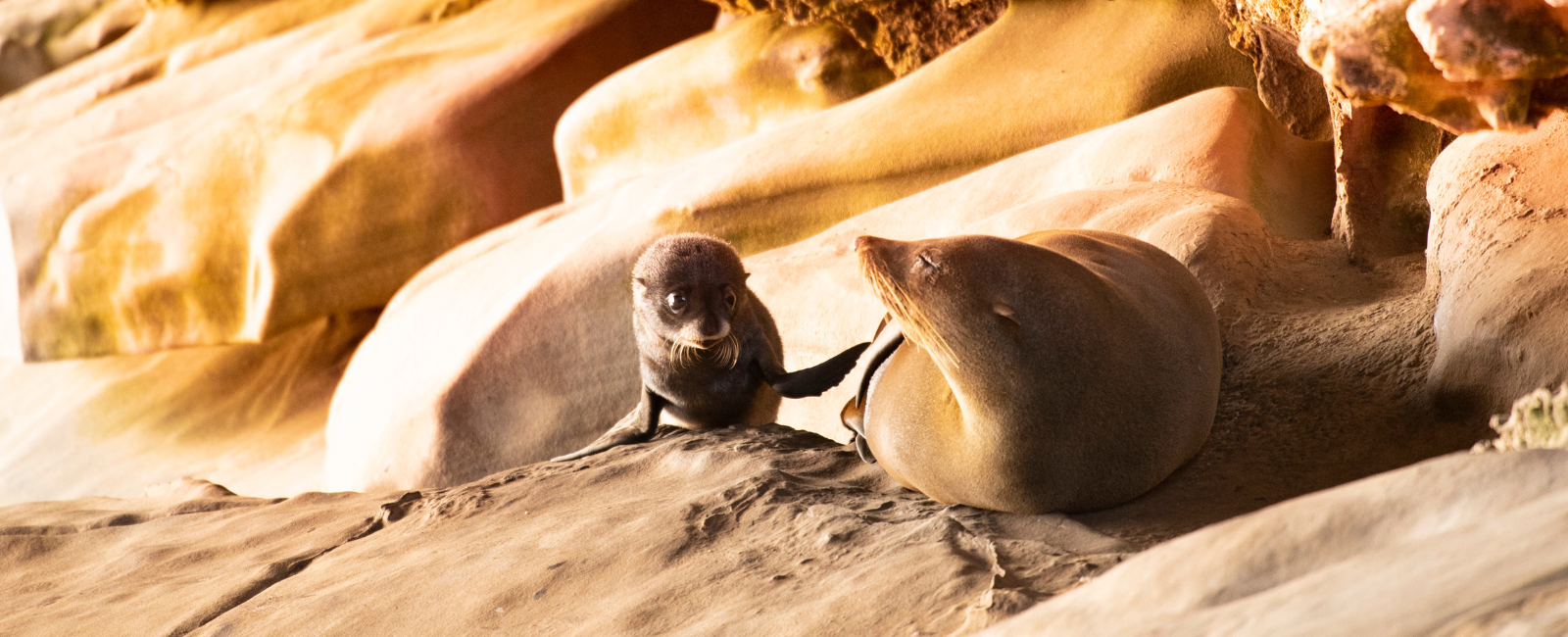 Seal Pup Kangaroo Island